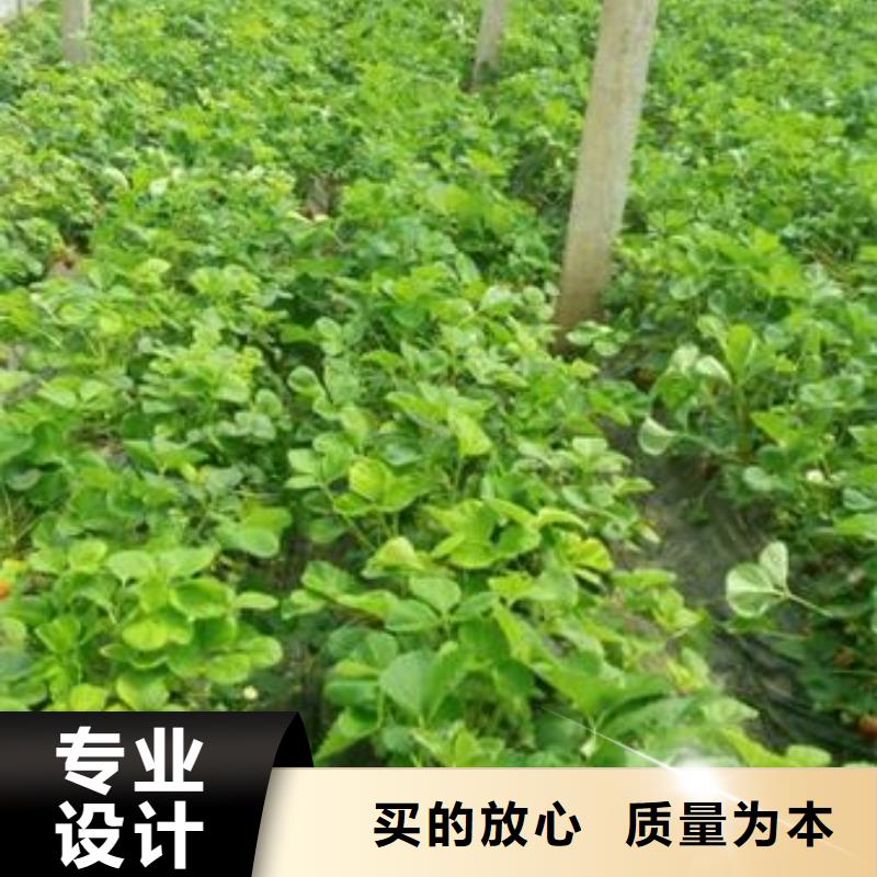蓝莓苗-视频-昭通市蓝莓苗-(本土)可服务区域昭阳|水富|楚雄|玉溪|保山|迪庆
