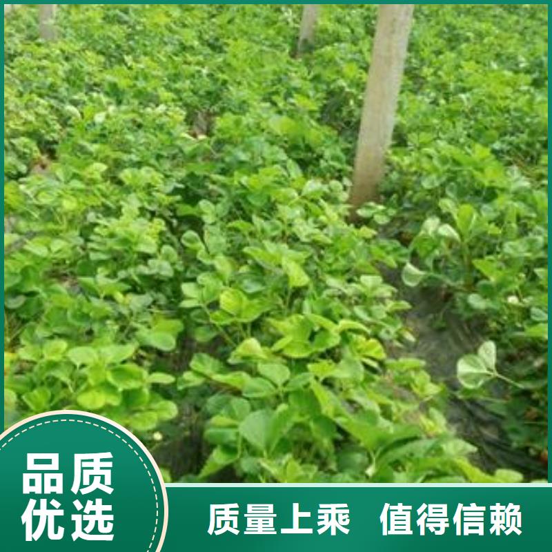草莓苗蓝莓苗快速发货