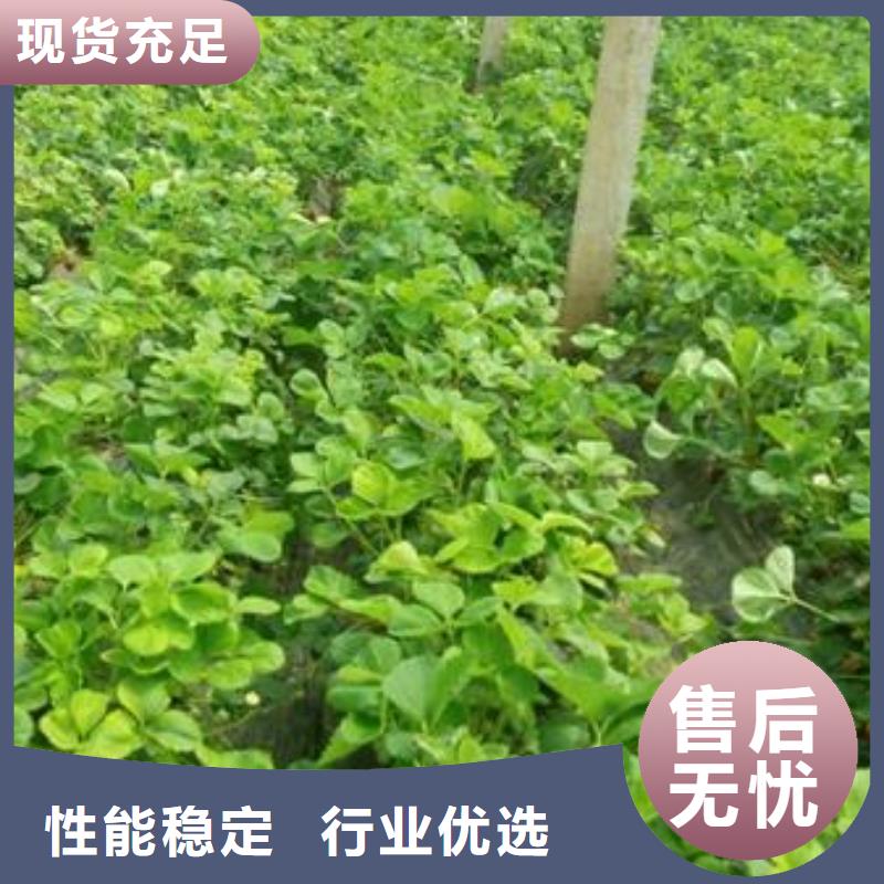 蓝莓苗-视频-蓝莓苗-兴海苗木种植社(盘锦市分公司)服务区域大洼|盘山|沈阳|辽阳|丹东|鞍山|抚顺|本溪|大连