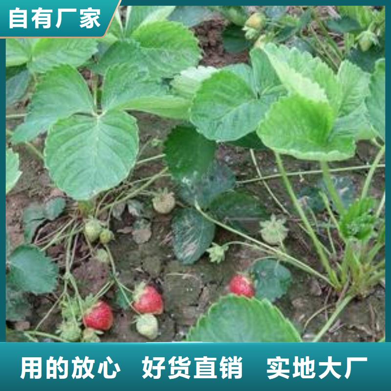 蓝莓苗-视频-昭通市蓝莓苗-(本土)可服务区域昭阳|水富|楚雄|玉溪|保山|迪庆