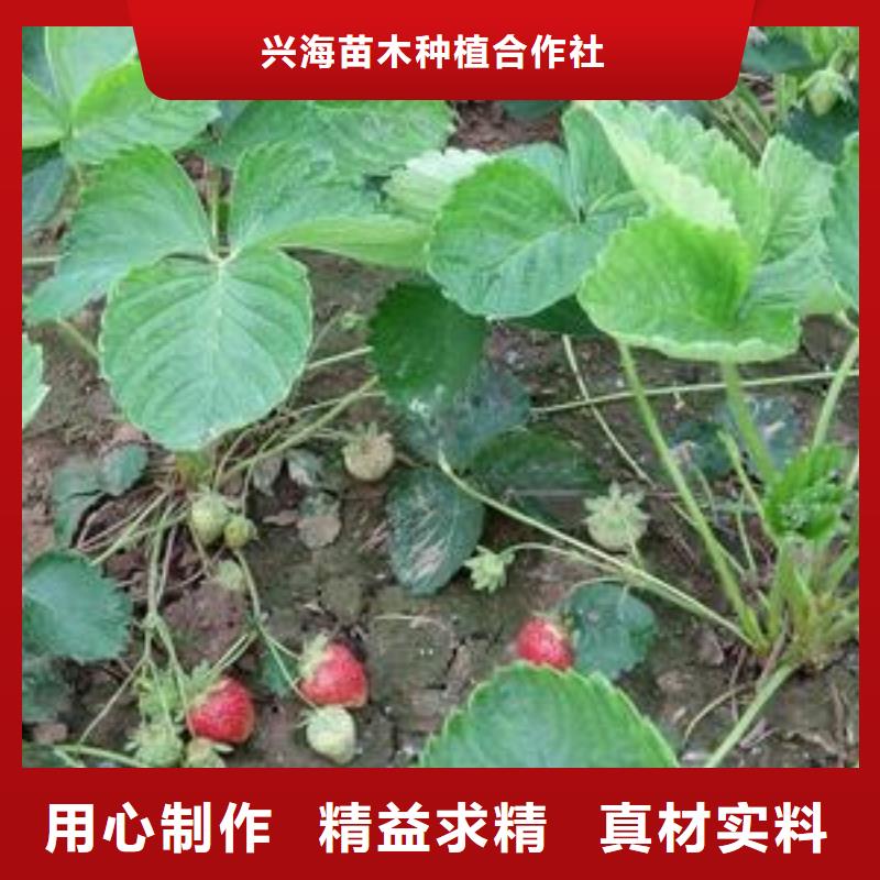 草莓苗板栗苗信誉有保证
