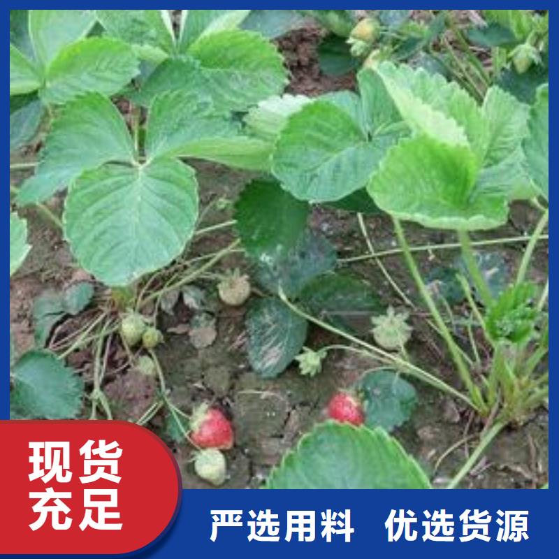 蓝莓苗-视频-蓝莓苗-兴海苗木种植社(盘锦市分公司)服务区域大洼|盘山|沈阳|辽阳|丹东|鞍山|抚顺|本溪|大连