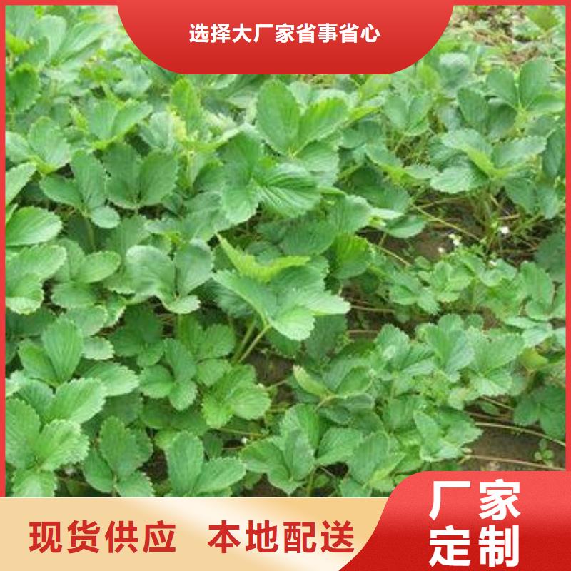 蓝莓苗视频-江苏省扬州市|仪征|广陵|淮安|镇江|连云港|苏州|宿迁|南通|无锡蓝莓苗-兴海