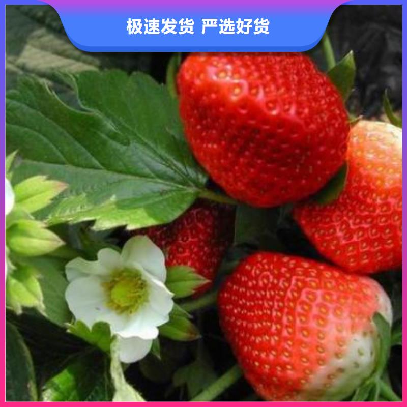 蓝莓苗视频-江苏省扬州市|仪征|广陵|淮安|镇江|连云港|苏州|宿迁|南通|无锡蓝莓苗-兴海