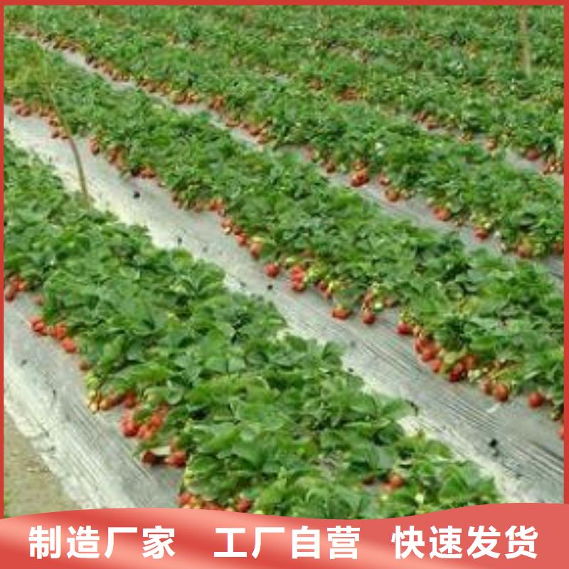蓝莓苗-视频-昭通市蓝莓苗-(本土)可服务区域昭阳|水富|楚雄|玉溪|保山|迪庆