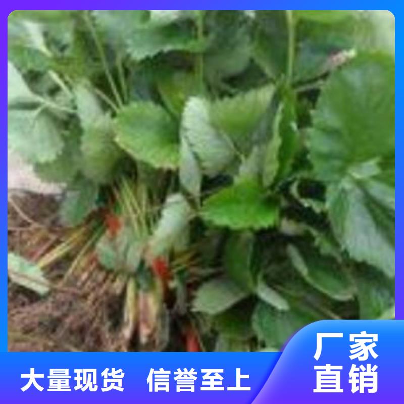 草莓苗桃树苗自有生产工厂