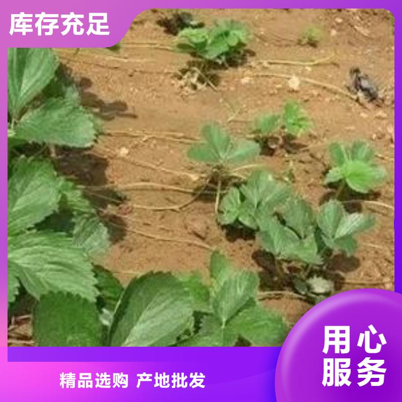 蓝莓苗-视频-蓝莓苗-兴海苗木种植社(盘锦市分公司)服务区域大洼|盘山|沈阳|辽阳|丹东|鞍山|抚顺|本溪|大连