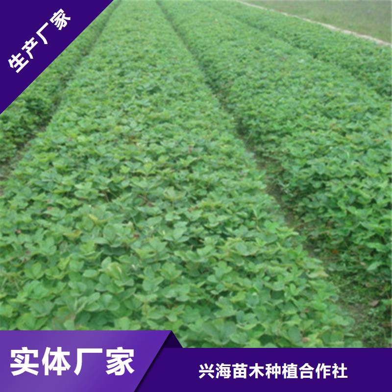 蓝莓苗-视频-昭通市蓝莓苗-(本土)可服务区域昭阳|水富|楚雄|玉溪|保山|迪庆