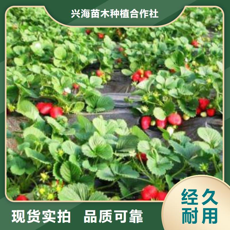 草莓苗桃树苗自有生产工厂