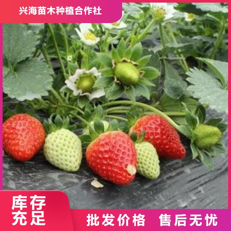 草莓苗,桃树苗厂家拥有先进的设备