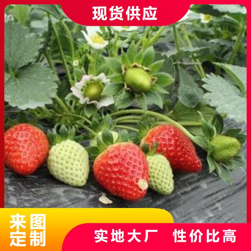 蓝莓苗-视频-昭通市蓝莓苗-(本土)可服务区域昭阳|水富|楚雄|玉溪|保山|迪庆