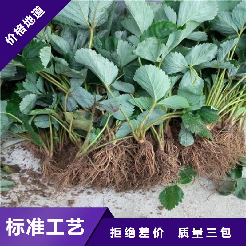 草莓苗板栗苗信誉有保证