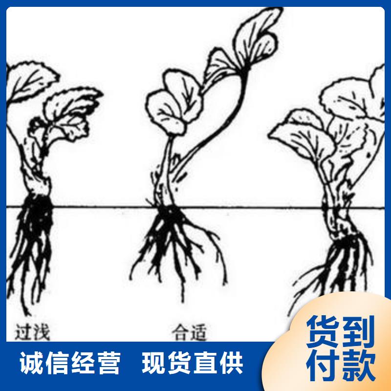 草莓苗蓝莓苗快速发货