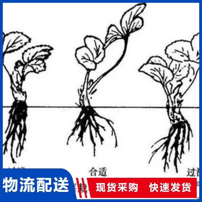 草莓苗蓝莓苗生产厂家