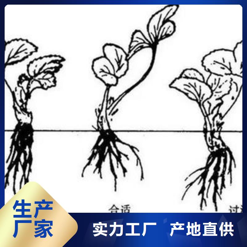 蓝莓苗视频-江苏省扬州市|仪征|广陵|淮安|镇江|连云港|苏州|宿迁|南通|无锡蓝莓苗-兴海