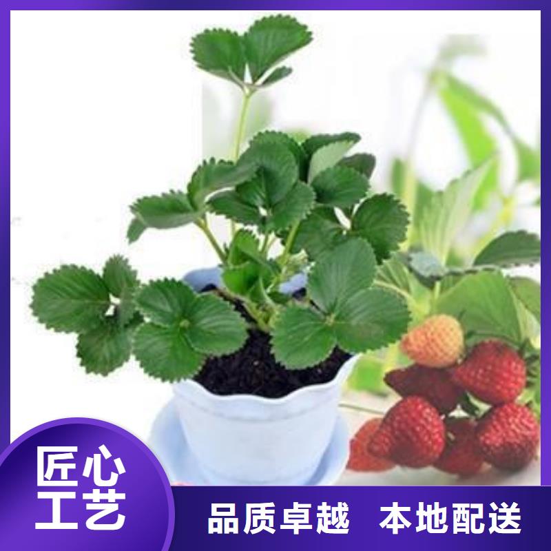 蓝莓苗-视频-蓝莓苗-兴海苗木种植社(盘锦市分公司)服务区域大洼|盘山|沈阳|辽阳|丹东|鞍山|抚顺|本溪|大连