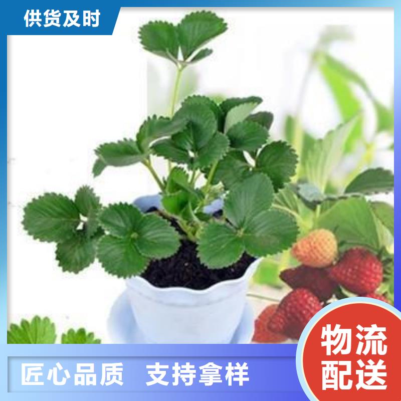 蓝莓苗视频-江苏省扬州市|仪征|广陵|淮安|镇江|连云港|苏州|宿迁|南通|无锡蓝莓苗-兴海