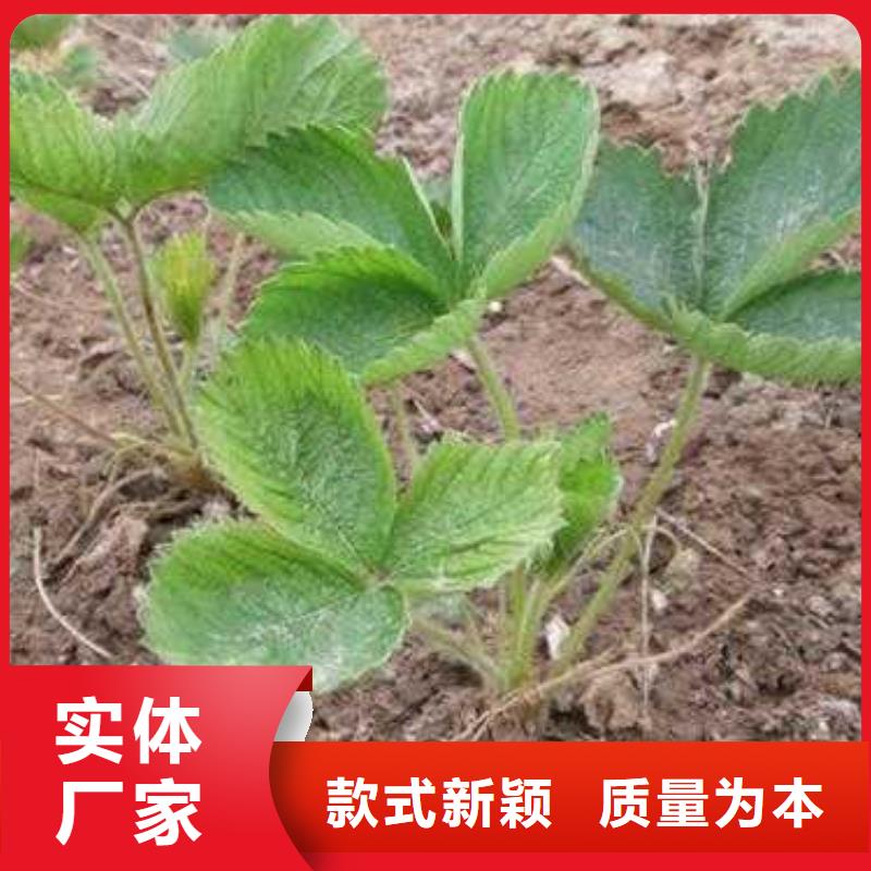 蓝莓苗-视频-蓝莓苗-兴海苗木种植社(盘锦市分公司)服务区域大洼|盘山|沈阳|辽阳|丹东|鞍山|抚顺|本溪|大连