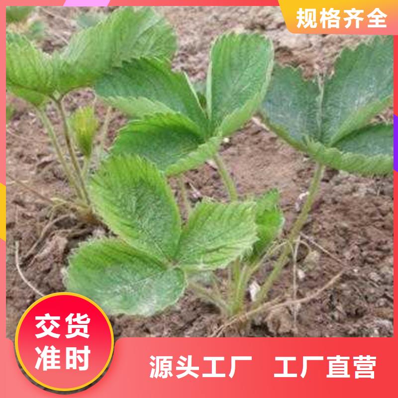 蓝莓苗-视频-昭通市蓝莓苗-(本土)可服务区域昭阳|水富|楚雄|玉溪|保山|迪庆