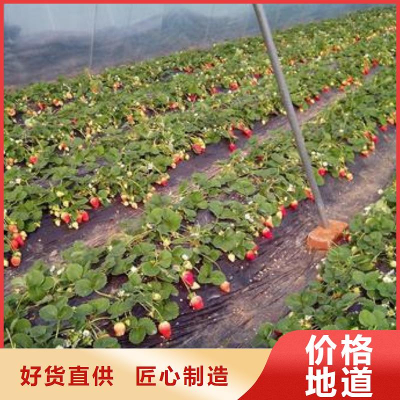 草莓苗蓝莓苗生产厂家