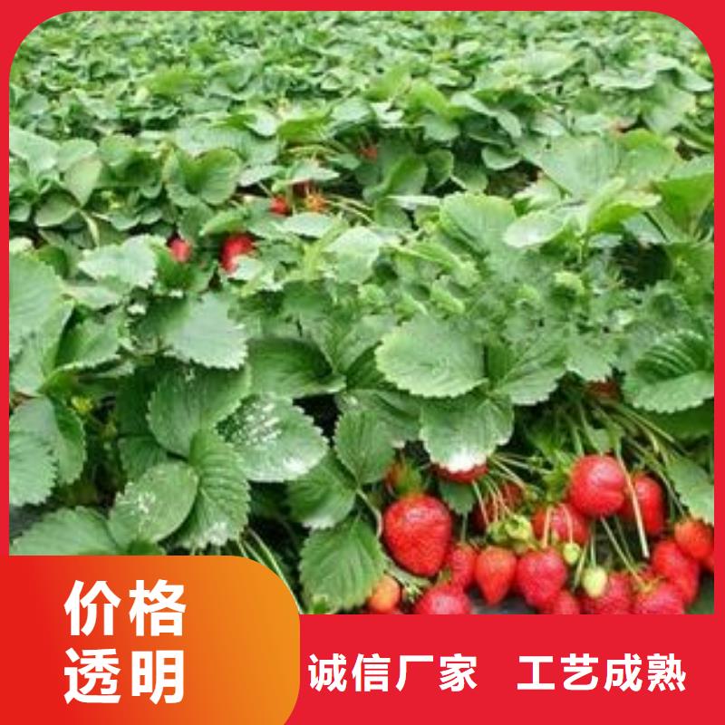 蓝莓苗-视频-蓝莓苗-兴海苗木种植社(盘锦市分公司)服务区域大洼|盘山|沈阳|辽阳|丹东|鞍山|抚顺|本溪|大连
