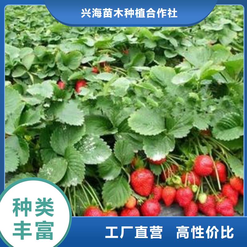 【草莓苗】_板栗苗精心打造