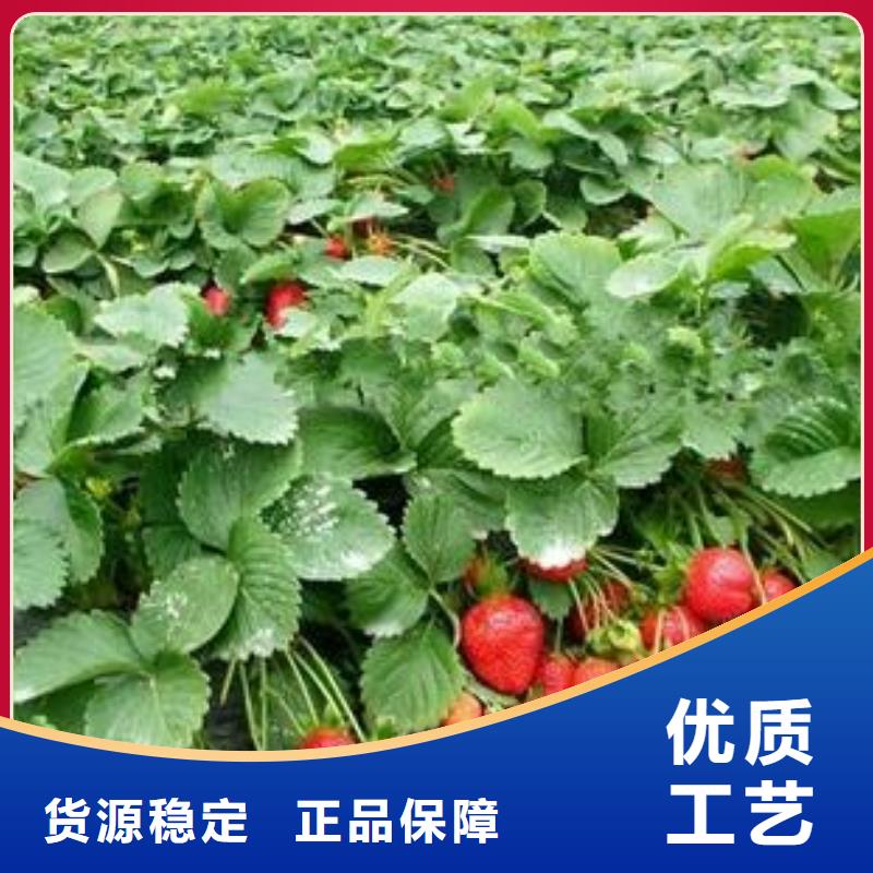 蓝莓苗视频-江苏省扬州市|仪征|广陵|淮安|镇江|连云港|苏州|宿迁|南通|无锡蓝莓苗-兴海