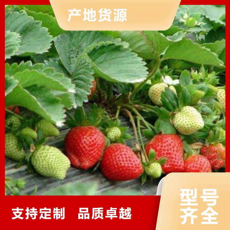 草莓苗,桃树苗厂家拥有先进的设备