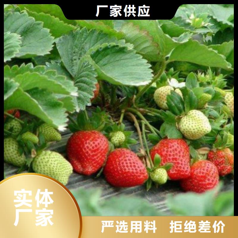 【草莓苗】_板栗苗精心打造