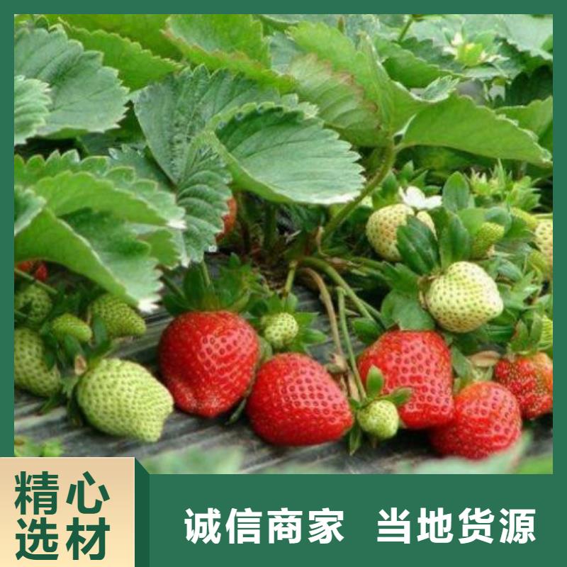 蓝莓苗-视频-昭通市蓝莓苗-(本土)可服务区域昭阳|水富|楚雄|玉溪|保山|迪庆