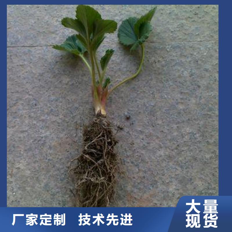 蓝莓苗视频-江苏省扬州市|仪征|广陵|淮安|镇江|连云港|苏州|宿迁|南通|无锡蓝莓苗-兴海