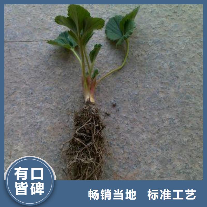 蓝莓苗-视频-昭通市蓝莓苗-(本土)可服务区域昭阳|水富|楚雄|玉溪|保山|迪庆