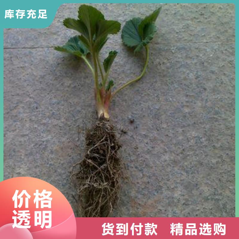草莓苗蓝莓苗生产厂家