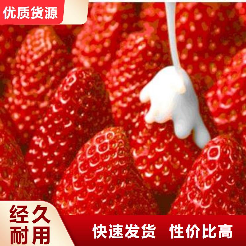 蓝莓苗-视频-昭通市蓝莓苗-(本土)可服务区域昭阳|水富|楚雄|玉溪|保山|迪庆