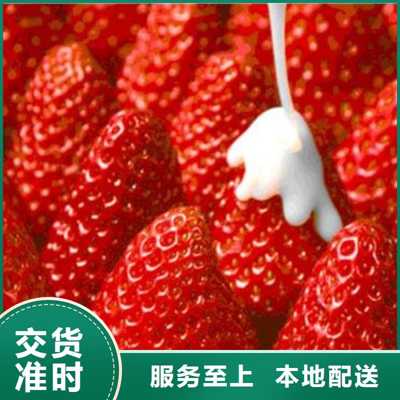 草莓苗蓝莓苗生产厂家