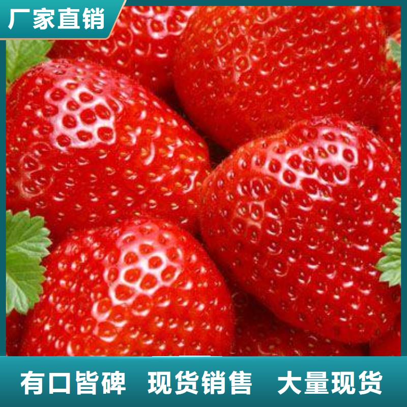 草莓苗板栗苗海量库存
