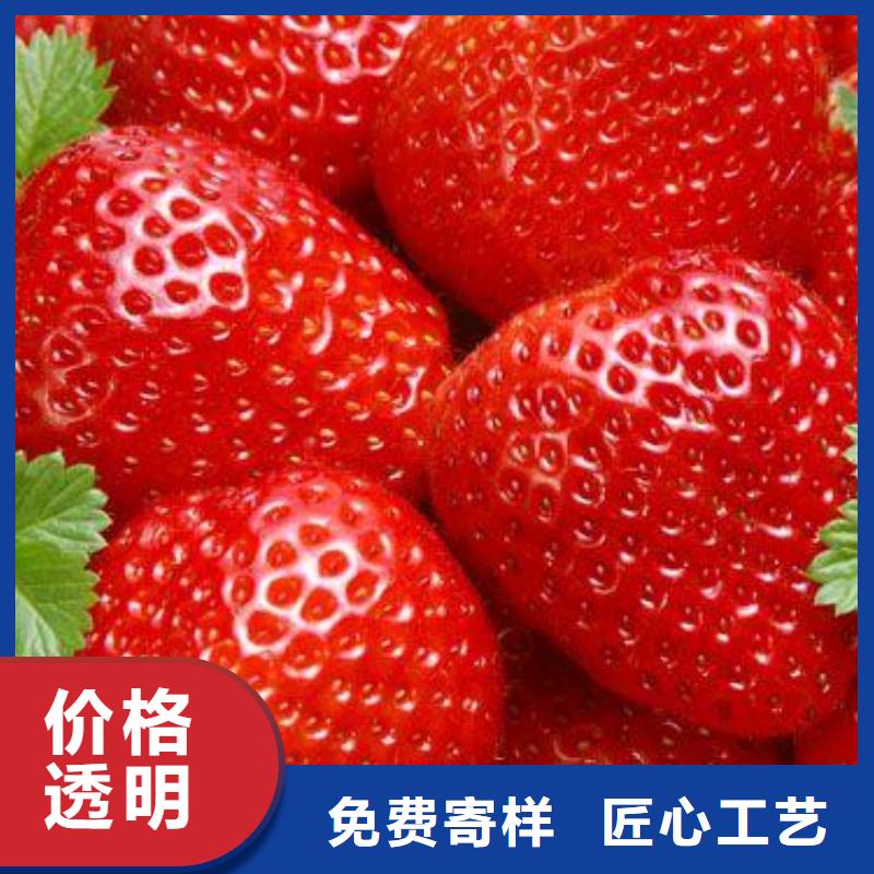 【草莓苗】_板栗苗精心打造