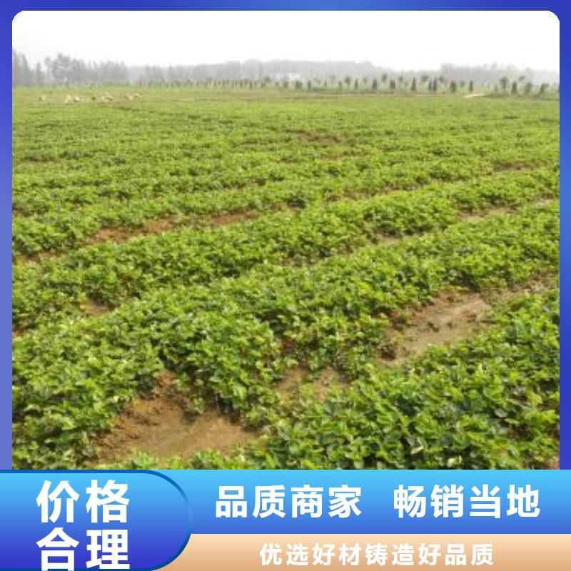 草莓苗桃树苗自有生产工厂