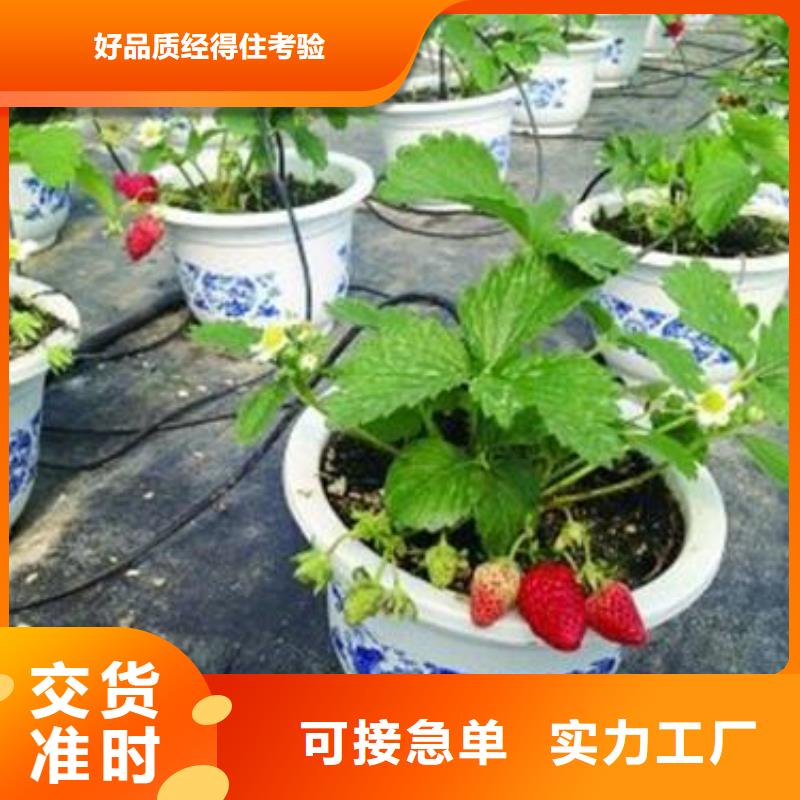 草莓苗桃树苗自有生产工厂