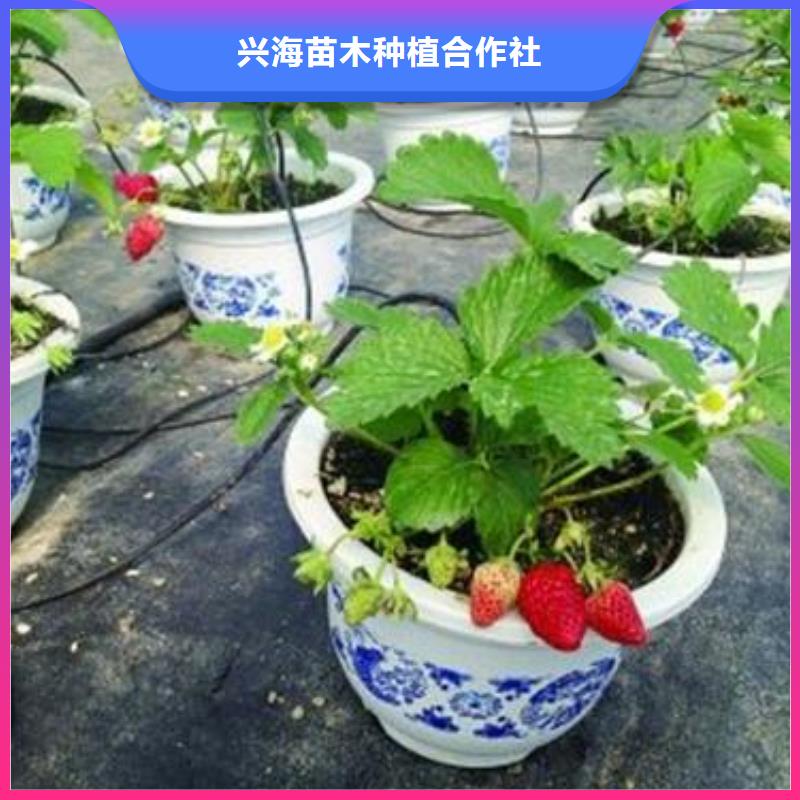草莓苗桃树苗自有生产工厂
