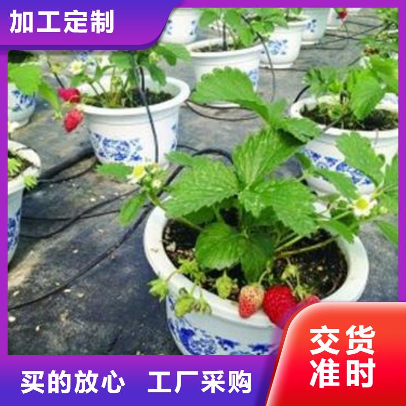 草莓苗板栗苗海量库存