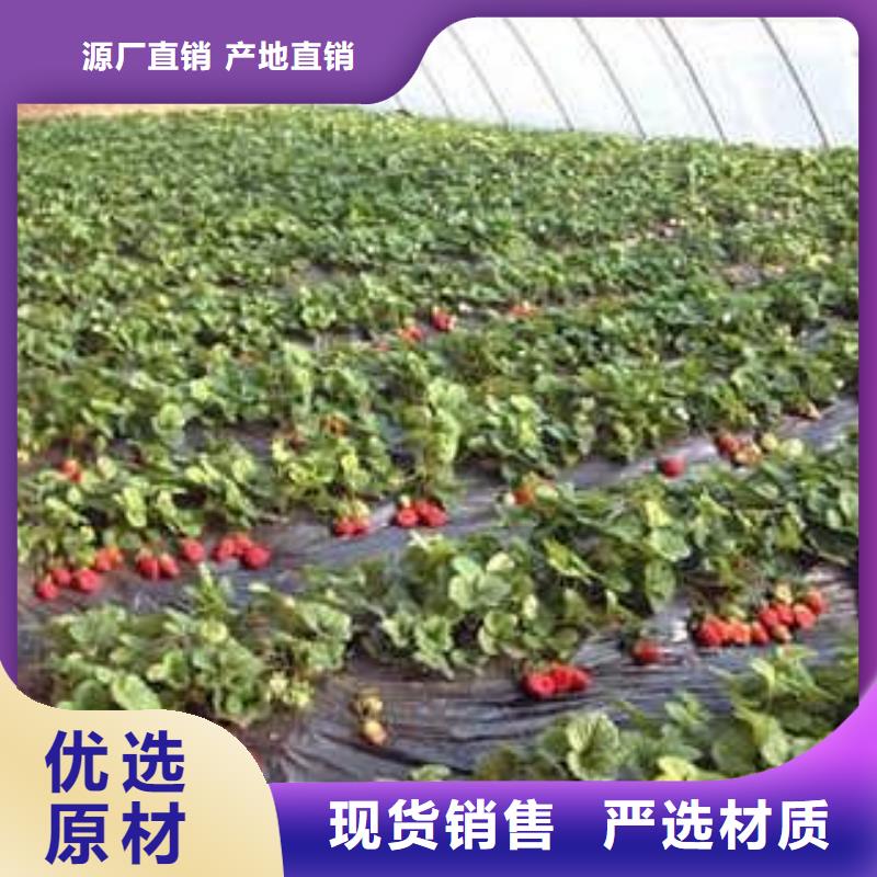 草莓苗蓝莓苗生产厂家