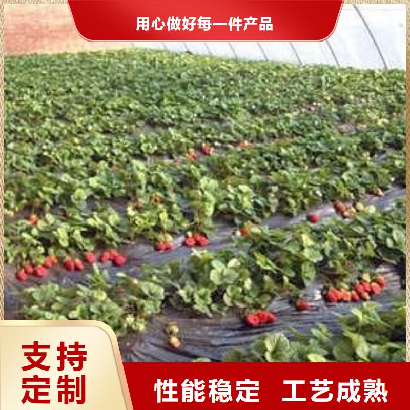草莓苗桃树苗自有生产工厂