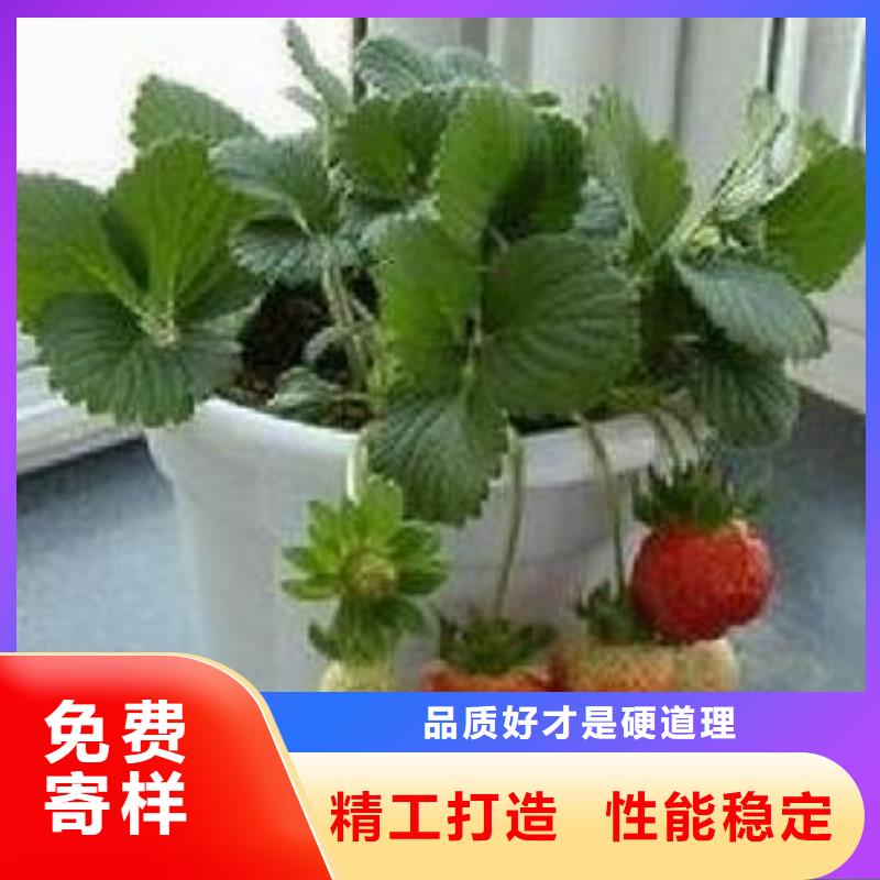 蓝莓苗视频-江苏省扬州市|仪征|广陵|淮安|镇江|连云港|苏州|宿迁|南通|无锡蓝莓苗-兴海