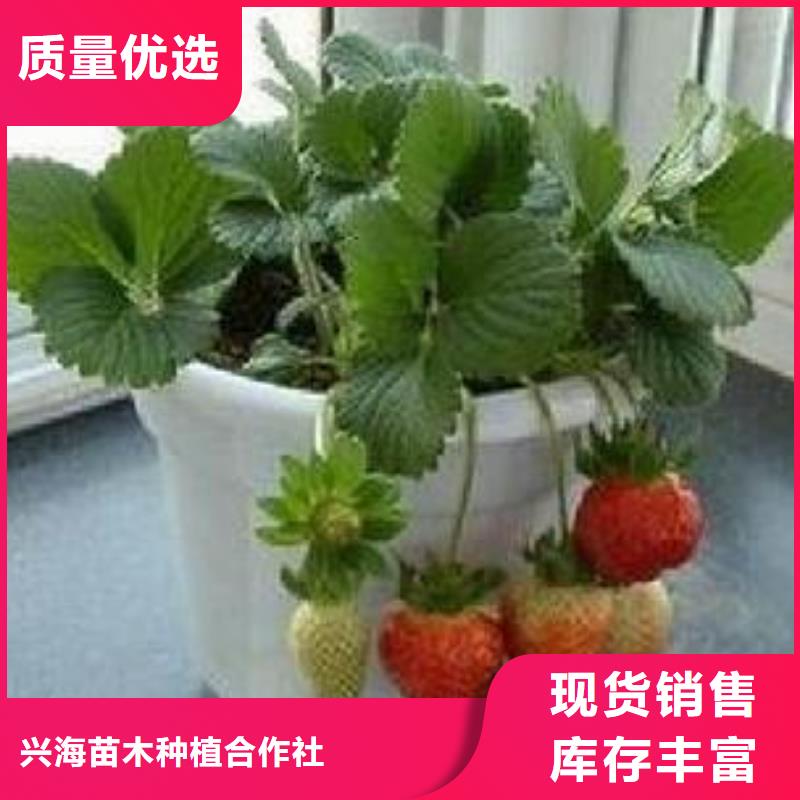 蓝莓苗-视频-蓝莓苗-兴海苗木种植社(盘锦市分公司)服务区域大洼|盘山|沈阳|辽阳|丹东|鞍山|抚顺|本溪|大连