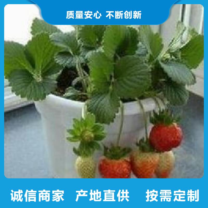 草莓苗蓝莓苗生产厂家
