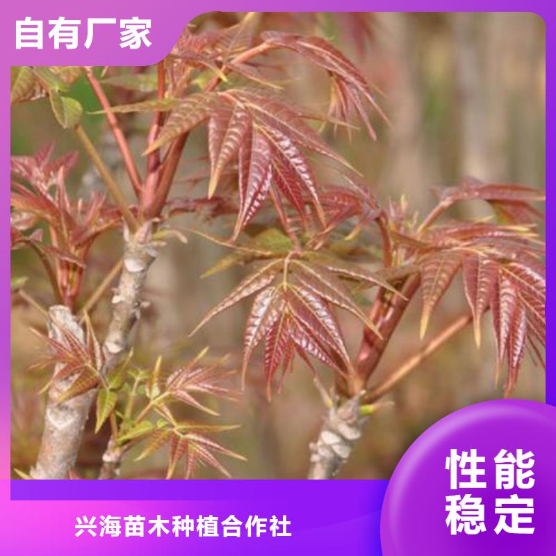 蓝莓苗视频-蓝莓苗|湖北省武汉市|蔡甸|青山|黄石|十堰|荆州|襄阳|荆门|黄冈