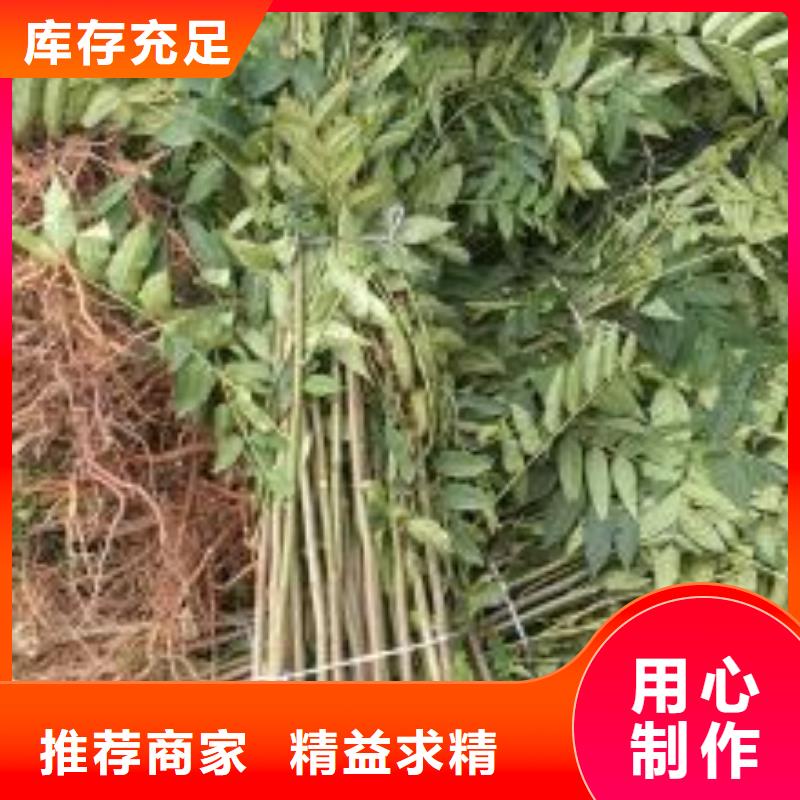 香椿苗苹果苗专注细节使用放心
