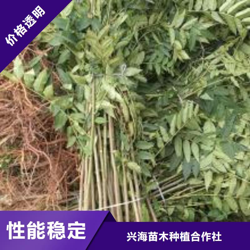 蓝莓苗-视频-蓝莓苗-兴海苗木种植社(青海省分公司)服务区域西宁|海东|海西|海北|玉树|果洛