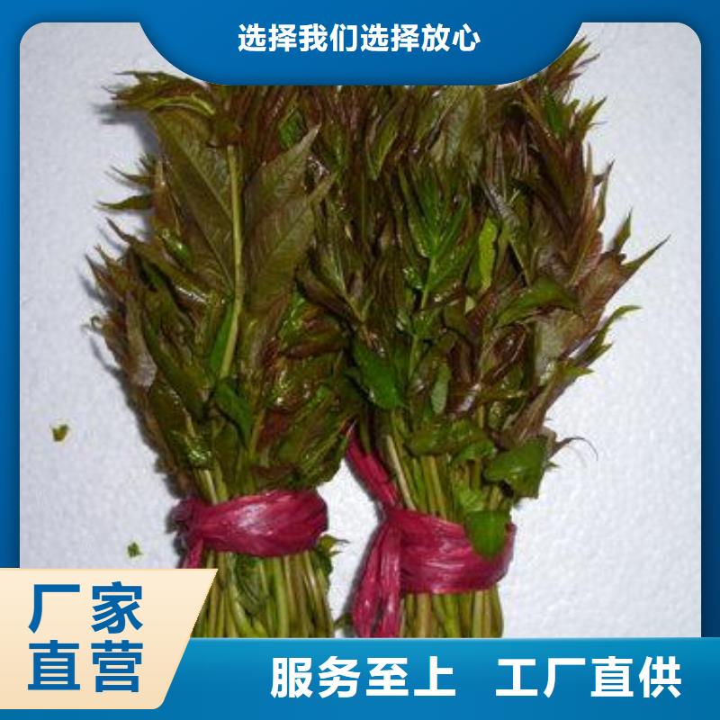 香椿苗苹果苗专注细节使用放心